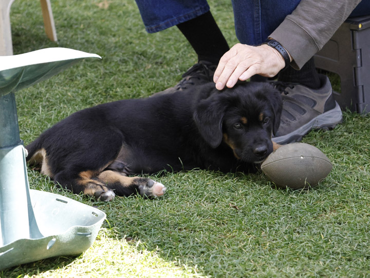 chinook dog